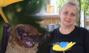«Дикі, великі, клацають зубами, справжні монстри»: мешканка Нікополя рятує кажанів