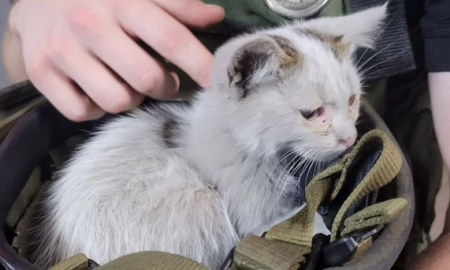 Кошеня дивом вижило під завалами після ворожої атаки у Кривому Розі: його врятувала поліцейська (фото)