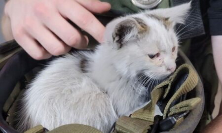 Кошеня дивом вижило під завалами після ворожої атаки у Кривому Розі: його врятувала поліцейська (фото)