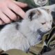 Кошеня дивом вижило під завалами після ворожої атаки у Кривому Розі: його врятувала поліцейська (фото)
