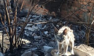 «В її очах весь біль незламного міста»: у Нікополі на ще теплих руїнах знищеної хати знайшли кішку – потрібна допомога на порятунок