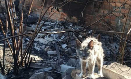 «В її очах весь біль незламного міста»: у Нікополі на ще теплих руїнах знищеної хати знайшли кішку – потрібна допомога на порятунок
