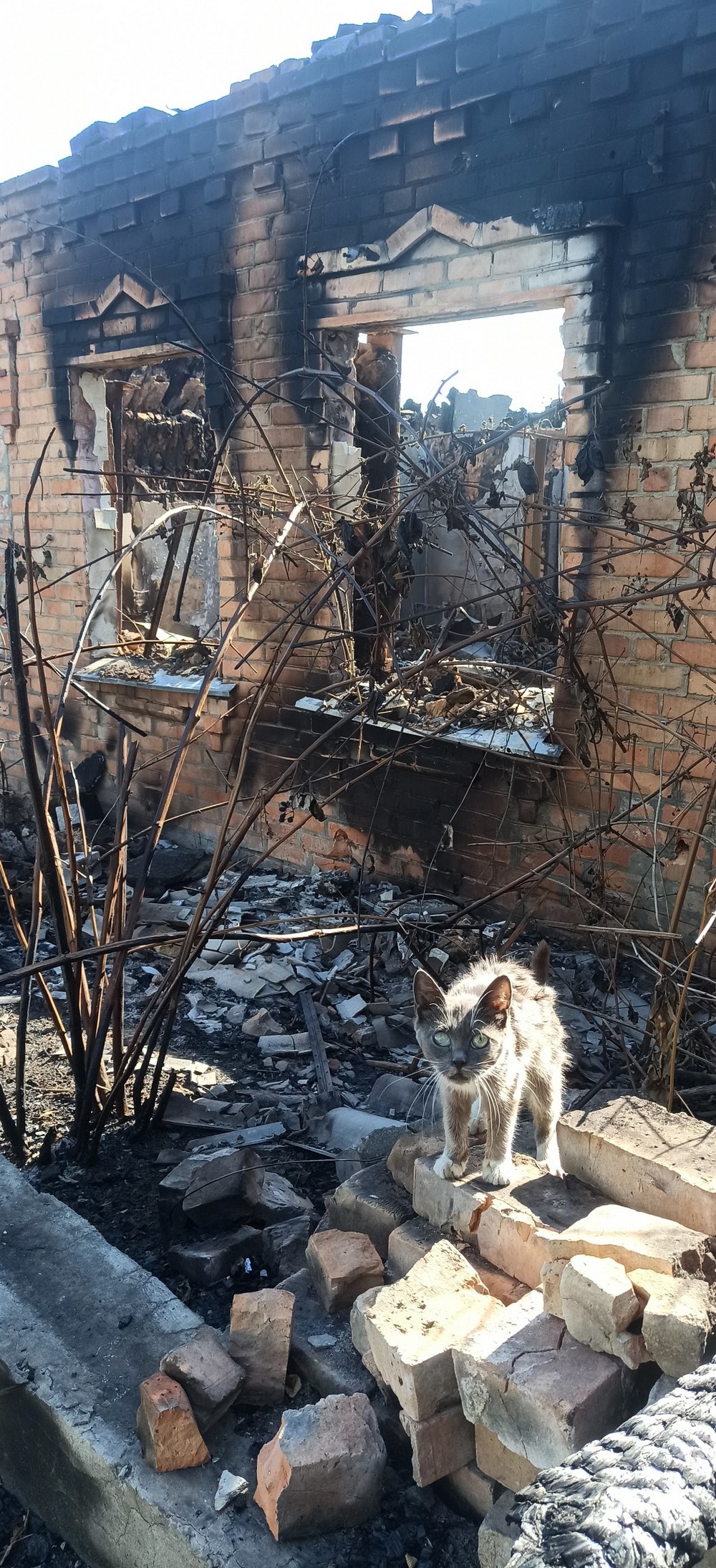 у Нікополі на ще теплих руїнах знищеної хати знайшли кішку