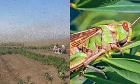 Офіційно: на Нікопольщині зафіксовано нашестя сарани
