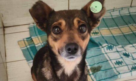  Ще 11 собак з прифронтового Нікополя знайшли родини у Польщі (фото) 2