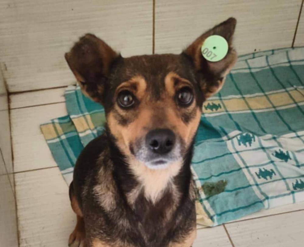  Ще 11 собак з прифронтового Нікополя знайшли родини у Польщі (фото) 2