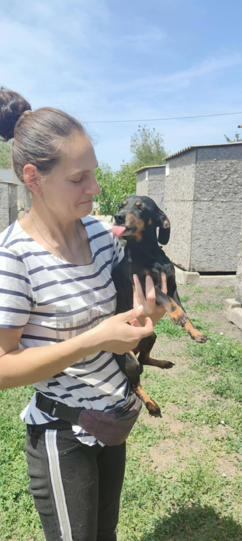  Ще 11 собак з прифронтового Нікополя знайшли родини у Польщі (фото) 4