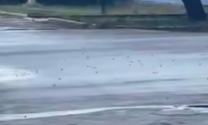 У Нікополі