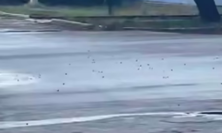 У Нікополі