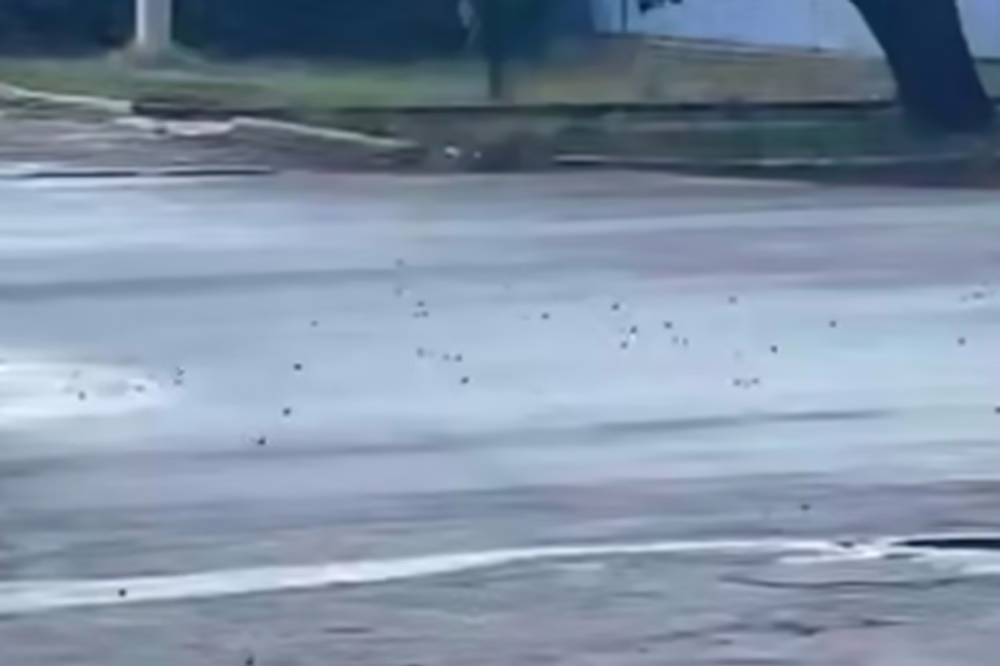 У Нікополі