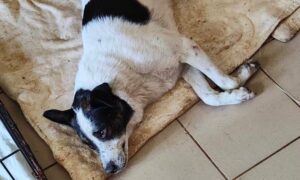 У Нікополі сьогодні автівка збила собаку 3