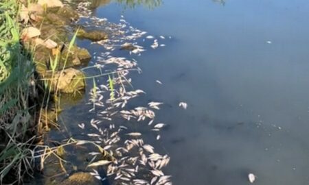 Категорично заборонено наближатися, торкатися та вживати в їжу: на Нікопольщині прокоментували масовий мор риби