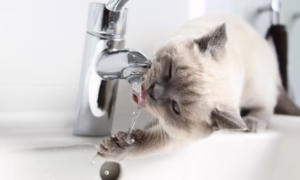 Аварія: у Нікополі 25 липня відключили воду в одному з районів