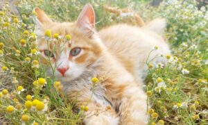 Сонячний і спекотний день: погода у Нікополі 6 липня
