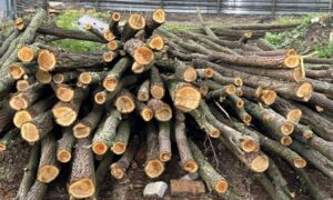 Місцевий депутат і його брат-«смотрящій» організували незаконну порубку лісу на Дніпропетровщині на 4 млн грн