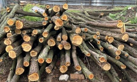 Місцевий депутат і його брат-«смотрящій» організували незаконну порубку лісу на Дніпропетровщині на 4 млн грн