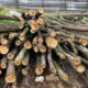 Місцевий депутат і його брат-«смотрящій» організували незаконну порубку лісу на Дніпропетровщині на 4 млн грн