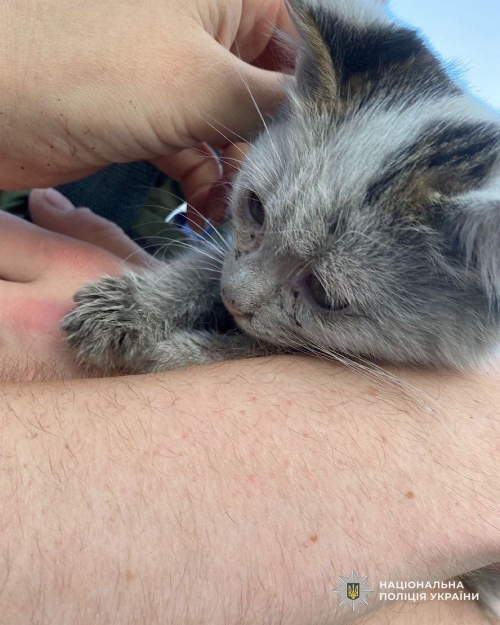 Кошеня дивом вижило під завалами після ворожої атаки у Кривому Розі: його врятувала поліцейська (фото)