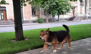 Спека триватиме, але є вірогідність невеличкого дощу: погода у Нікополі 12 липня