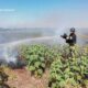 Горить врожай: на Дніпропетровщині за добу ліквідували 23 пожежі в екосистемах