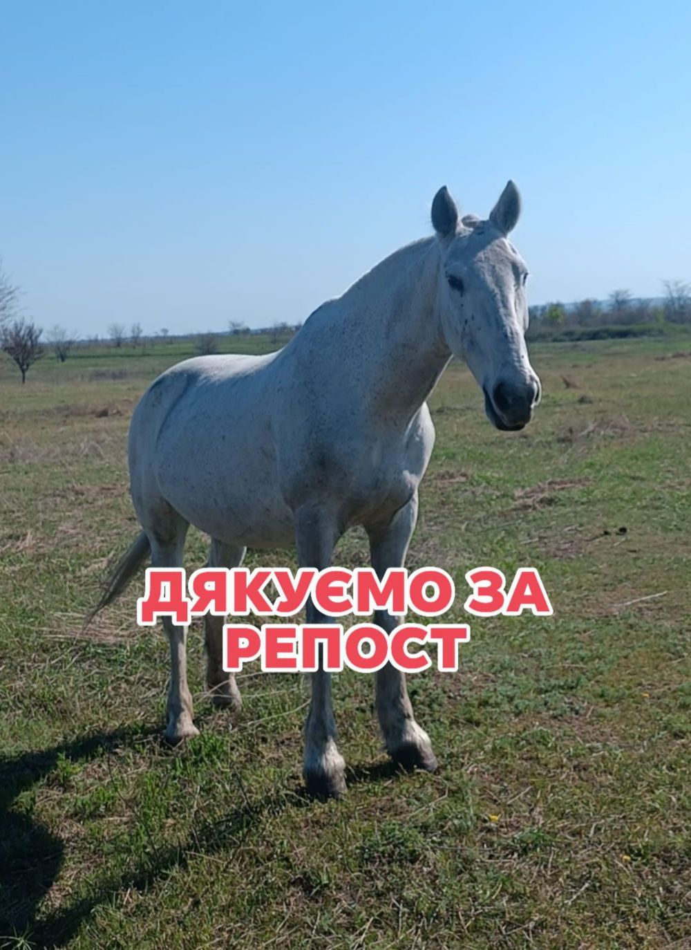 з Нікополя