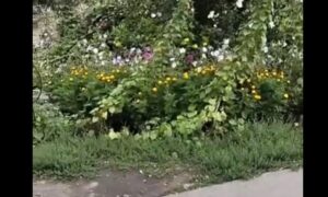 «Хтось краде воду для поливу палісадників, а у інших низький тиск»: водоканал Нікополя виявив порушників (відео)