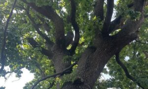 «Хочу бути, як мій дуб»: мешканець Нікополя розповів про своє дерево, якому вже 100 років і яке стійко витримує жорстокі обстріли (фото)