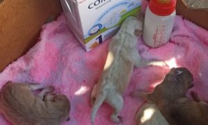 У Нікополі на самому березі згорів будинок, загинула собачка-мама: потрібна допомога для її малюків