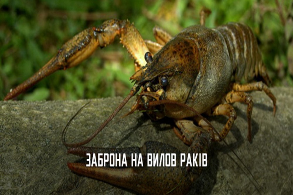 З 15 серпня на Дніпропетровщині встановлюється заборона на вилов раків: яке покарання передбачено