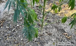 56 річний житель Покрова виростив понад 100 кущів конопель