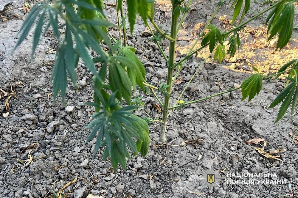 56 річний житель Покрова виростив понад 100 кущів конопель