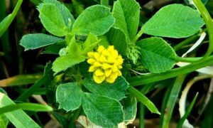 погода у Нікополі 13 серпня