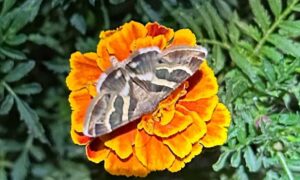 погода у Нікополі 29 серпня