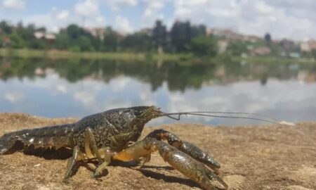 З 15 серпня на Дніпропетровщині встановлюється заборона на вилов раків: яке покарання передбачено 19 З 15 серпня на Дніпропетровщині встановлюється заборона на вилов раків: яке покарання передбачено