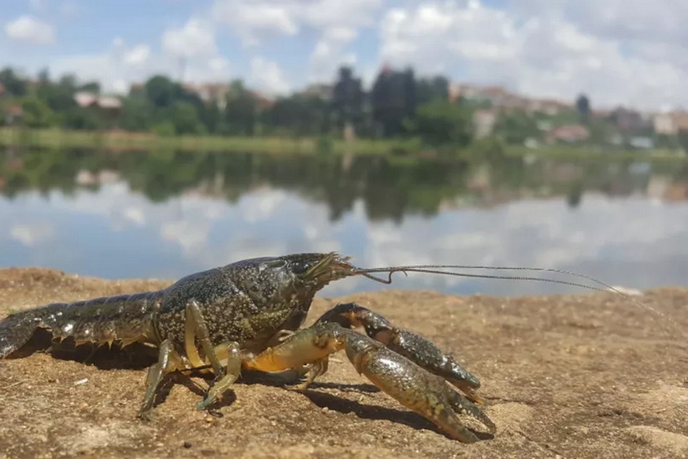 З 15 серпня на Дніпропетровщині встановлюється заборона на вилов раків: яке покарання передбачено