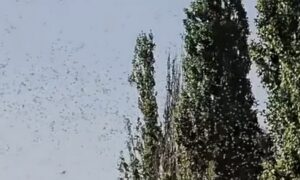 у Нікополі