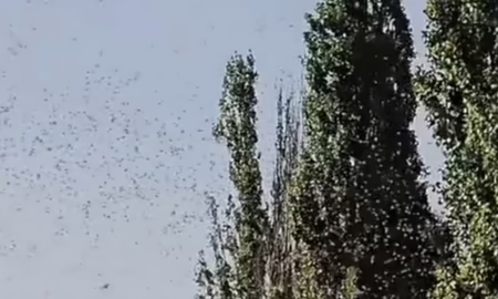 у Нікополі