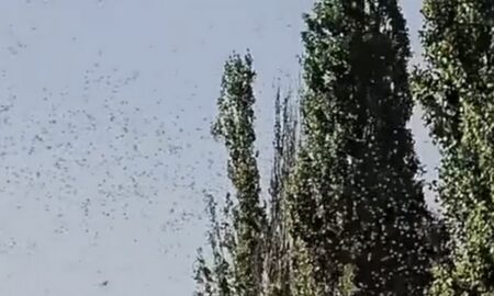 у Нікополі