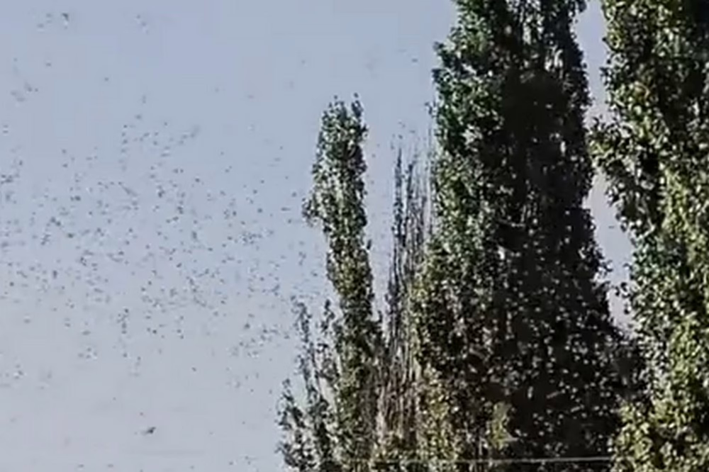 у Нікополі