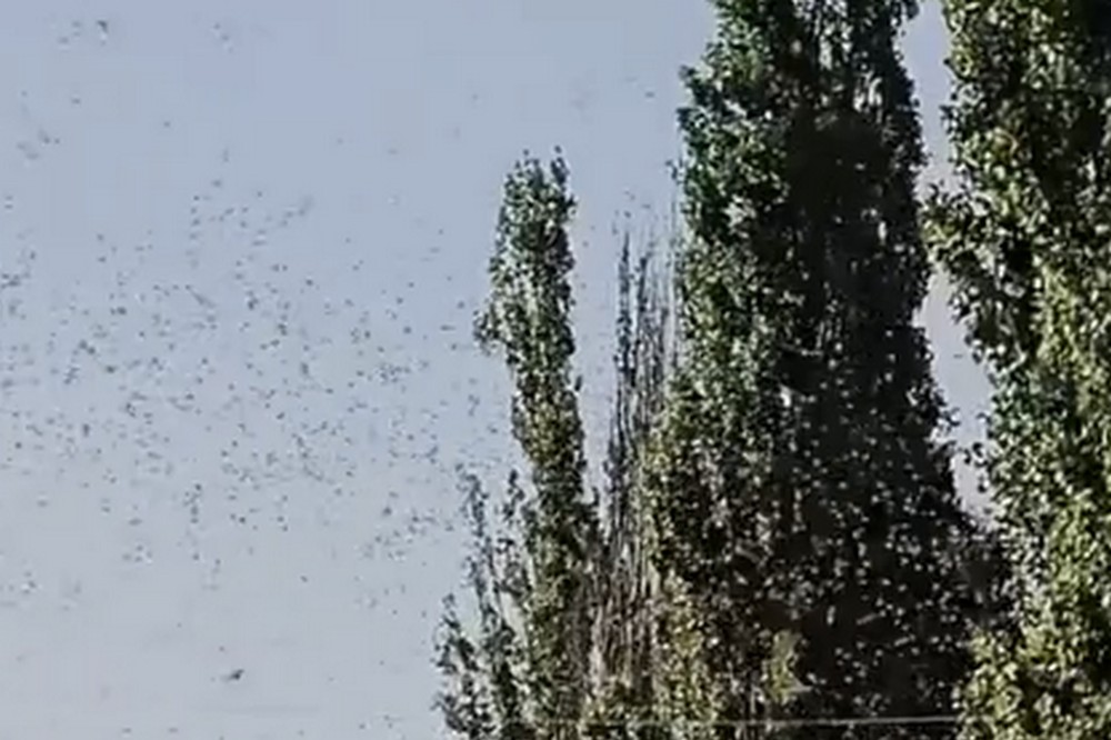 У Нікополі зафіксували нашестя сарани: коментар доктора біологічних наук (відео) 1 у Нікополі