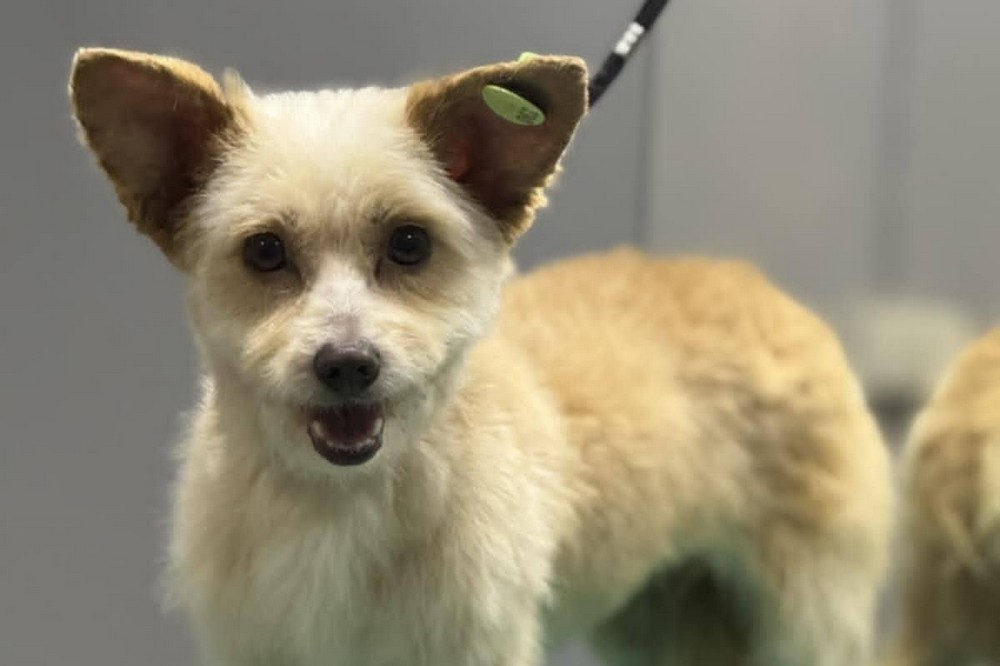 У липні ще 13 собак з Нікополя евакуювали до Польщі - Олена Вошун 1 з Нікополя