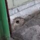 У Нікополі зафіксували руйнування будівлі через крадіжки води ОСББ