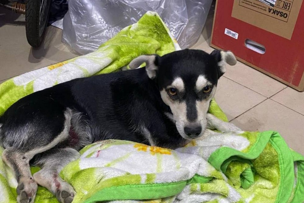 У Покрові збили собаку і кинули помирати: тварину підібрали небайдужі, шукають власників (фото) 1 У Покрові збили собаку і кинули помирати: тварину підібрали небайдужі, шукають власників (фото)