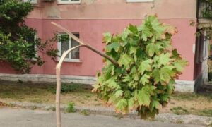 У Марганці