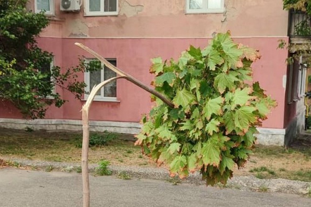 У Марганці невідомі зламали молоде деревце, а комунальники продовжують дбати про благоустрій у місті (фото) 1 У Марганці