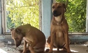 У Нікополі двох цуценят вивезли туди, де не ходять люди, - без шансу вижити (відео)
