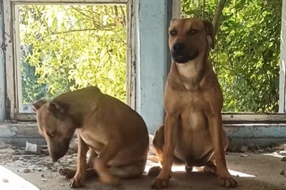 У Нікополі двох цуценят вивезли туди, де не ходять люди, - без шансу вижити (відео) 1 У Нікополі двох цуценят вивезли туди, де не ходять люди, - без шансу вижити (відео)