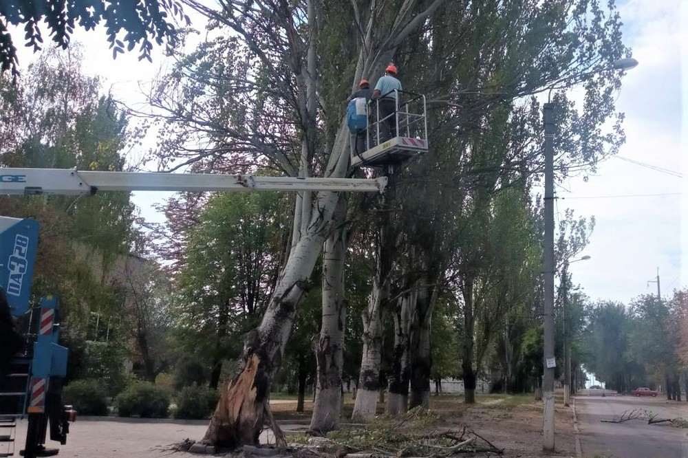 дерева