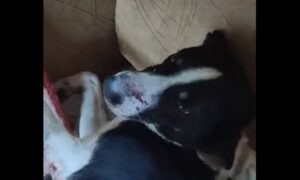 на Нікопольщині потрібна допомога песику (відео)