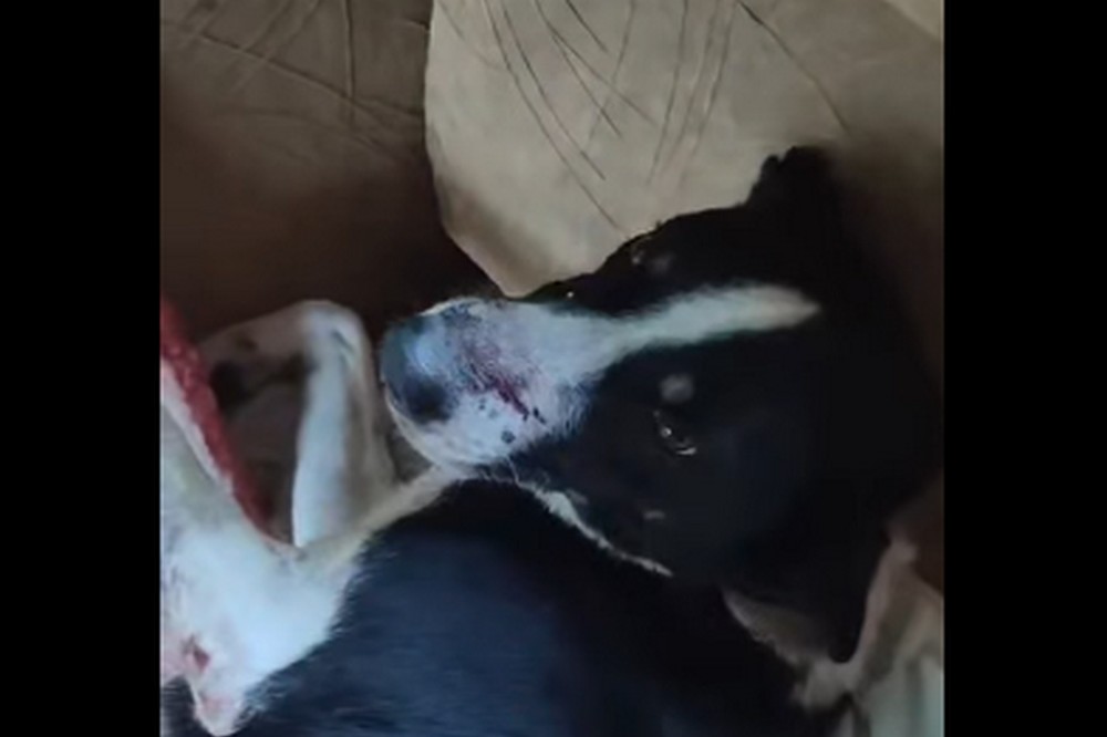 на Нікопольщині потрібна допомога песику (відео)